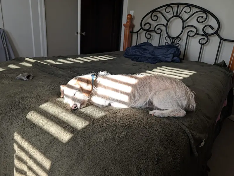 Small scruffy white and tan dog asleep on a bed in stripes of sunlight
