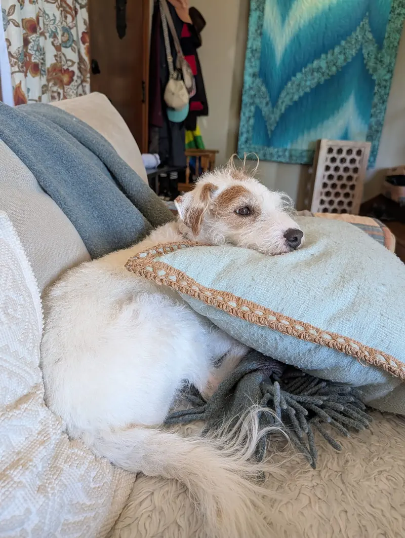 Small scruffy white and tan dog curled on a couch with its chin on a pale blue pillow